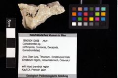 Foto (Objket + Etiketten) von Goniodromites sp. 